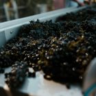 a container filled with lots of black seaweed
